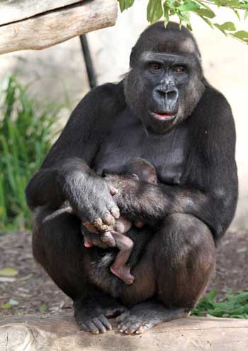 Pattycake muore a 40 anni. Era il gorilla più famoso del mondo