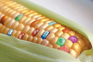 Ogm spacciati per bio e pesticidi nella soia: maxisequestro della Gdf