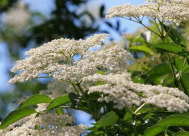 Interrogazione Ue su commercializzazione illegale di sambuca