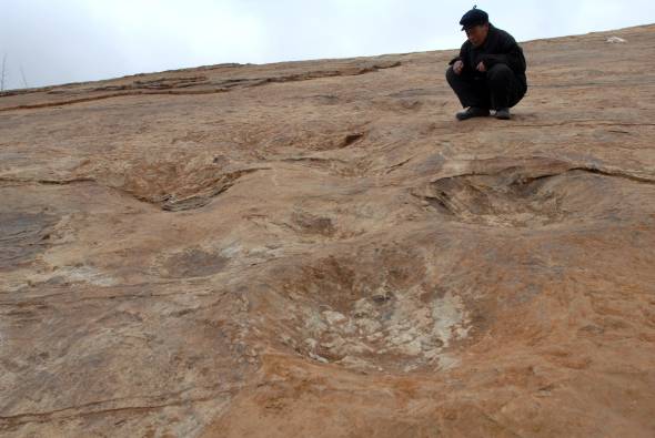 Scoperta una nuova specie di dinosauro