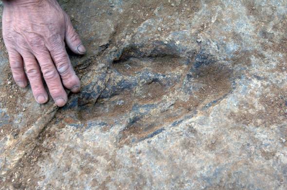 Scoperta una nuova specie di dinosauro