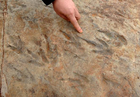 Scoperta una nuova specie di dinosauro