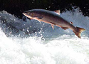 Usa/ Polemiche sul salmone transgenico