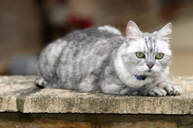 Scoperte concerie che vendono pelle di gatto