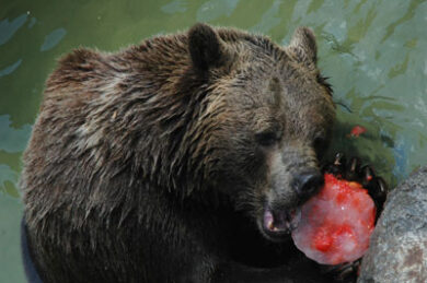 Roma bolle, verso il record. Allarme rosso: giovedì +37