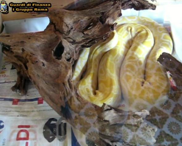 Specie protette vendute on line, protocollo CFS-Ebay per dire basta Specie protette vendute on line, protocollo CFS-Ebay per dire basta