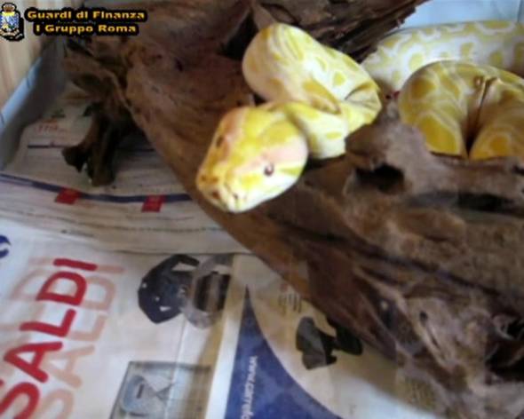 Specie protette vendute on line, protocollo CFS-Ebay per dire basta Specie protette vendute on line, protocollo CFS-Ebay per dire basta