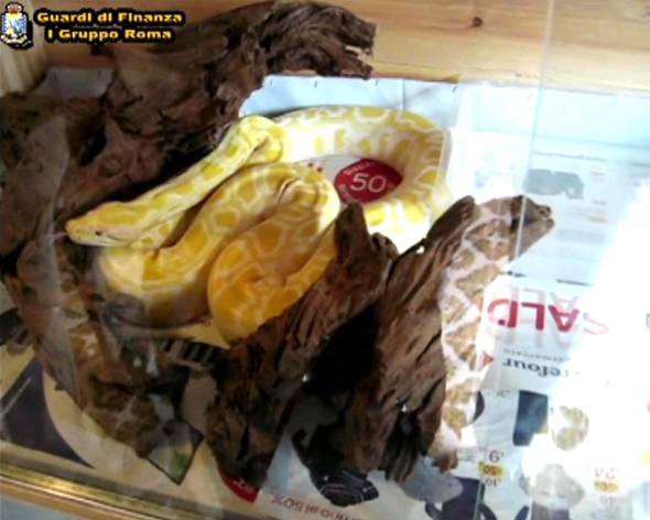 Specie protette vendute on line, protocollo CFS-Ebay per dire basta Specie protette vendute on line, protocollo CFS-Ebay per dire basta