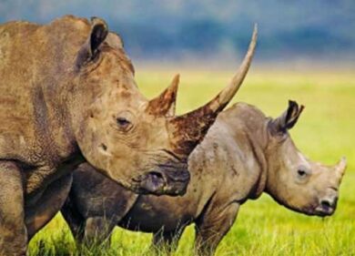 Sud Africa, allarme per il massacro dei rinoceronti