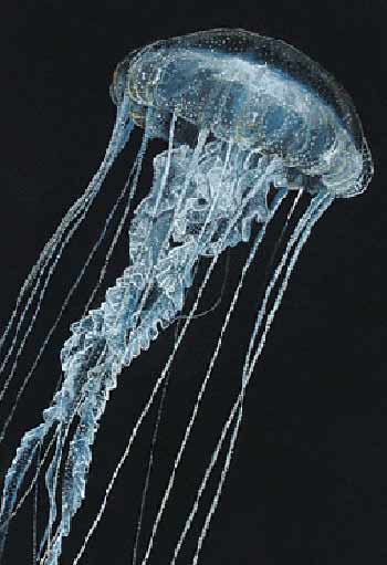 Invasione di meduse, decine di feriti all’Elba Invasione di meduse, decine di feriti all’Elba