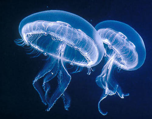 Invasione di meduse, decine di feriti all’Elba Invasione di meduse, decine di feriti all’Elba