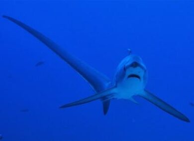Squalo divora una quindicenne. Attacco a pochi metri dalla riva