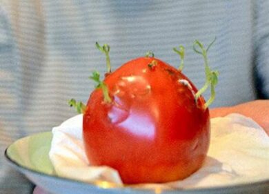 Mais a due teste e cavolo gigante. A Fukushima verdura e frutta radioattive