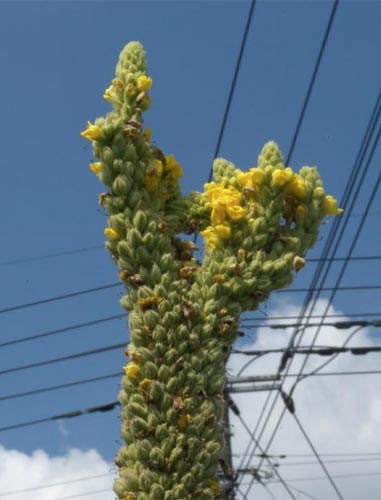 Mais a due teste e cavolo gigante. A Fukushima verdura e frutta radioattive