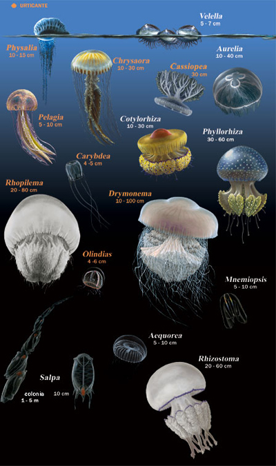 L’invasione delle meduse nel Mediterraneo, sempre di più anche in Italia L’invasione delle meduse nel Mediterraneo, sempre di più anche in Italia