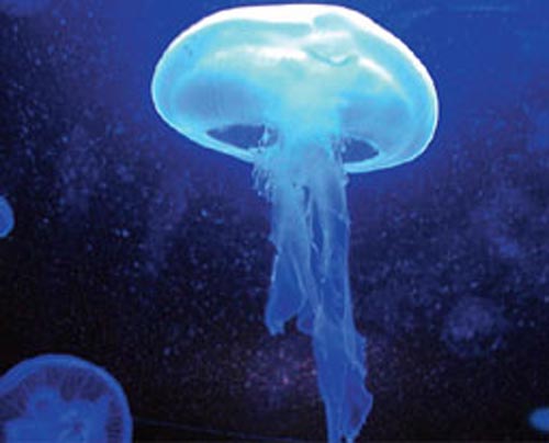L’invasione delle meduse nel Mediterraneo, sempre di più anche in Italia L’invasione delle meduse nel Mediterraneo, sempre di più anche in Italia