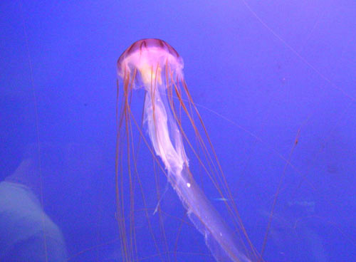 L’invasione delle meduse nel Mediterraneo, sempre di più anche in Italia L’invasione delle meduse nel Mediterraneo, sempre di più anche in Italia