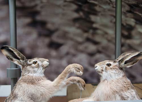 Countdown per il Muse, a Trento il nuovo Museo Delle Scienze