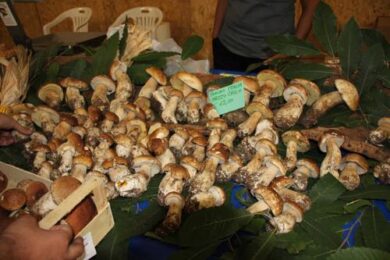 Il Re Porcino sul terrazzo di Roma. Vino e funghi per la sfida tra chef