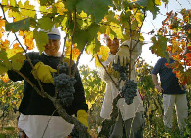 Vendemmia 2013: fresca e sana Quantità, qualità ed eleganza