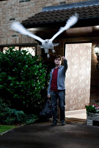 Harry Potter diventa uno scrittore gay: fan in delirio per Radcliffe a Venezia Harry Potter diventa uno scrittore gay: fan in delirio per Radcliffe a Venezia