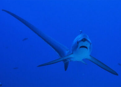 Allarme squali giganti nello Stretto di Messina. Paura per i naviganti