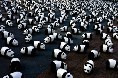Il carburante del futuro? Le feci del Panda