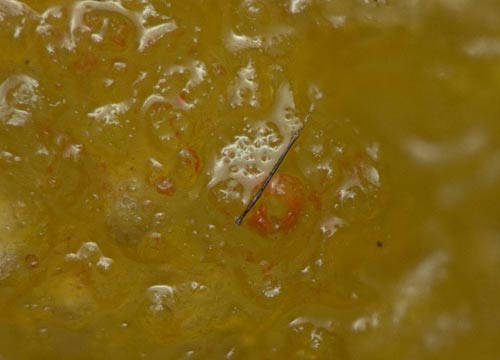 Fibre nella carne di pollo, la denuncia choc