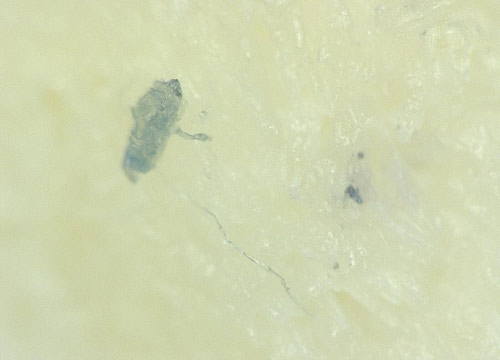 Fibre nella carne di pollo, la denuncia choc