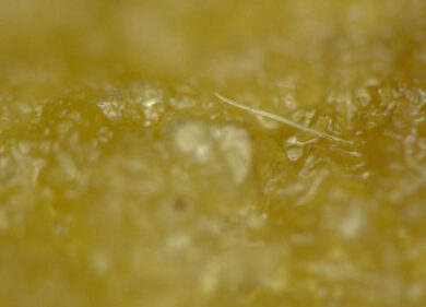 Fibre nella carne di pollo, la denuncia choc