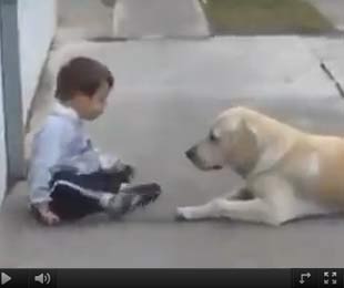 Il video commovente che fa il giro del web/ Il Labrador che gioca con il bambino Down…