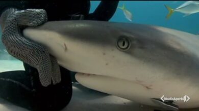 Gardaland SEA LIFE Aquarium contro lo spinnamento degli squali