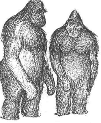 Scienza, lo Yeti in realtà era un orso ibrido