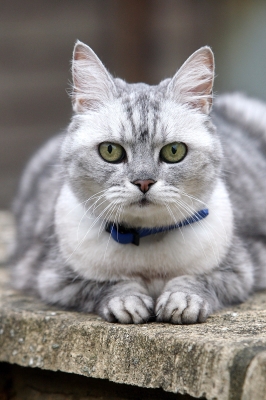 Teorie cospirazioniste/ I gatti domestici potrebbero essere sentinelle aliene