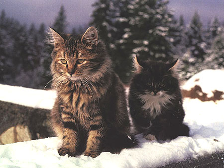 Teorie cospirazioniste/ I gatti domestici potrebbero essere sentinelle aliene