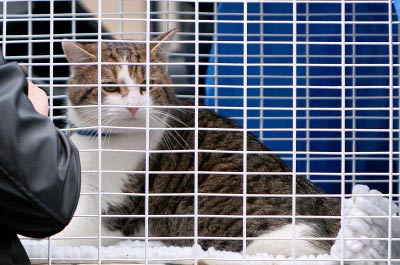 Teorie cospirazioniste/ I gatti domestici potrebbero essere sentinelle aliene