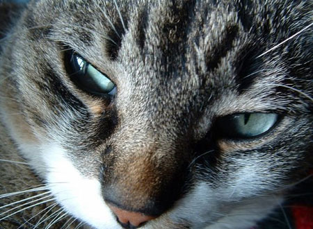 Teorie cospirazioniste/ I gatti domestici potrebbero essere sentinelle aliene