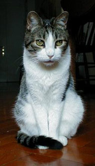 Teorie cospirazioniste/ I gatti domestici potrebbero essere sentinelle aliene