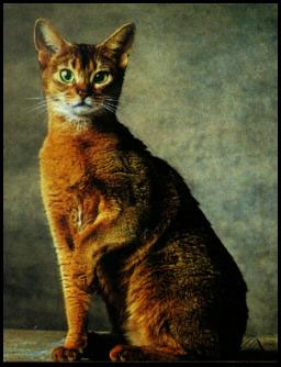 Teorie cospirazioniste/ I gatti domestici potrebbero essere sentinelle aliene