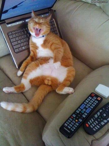 Teorie cospirazioniste/ I gatti domestici potrebbero essere sentinelle aliene