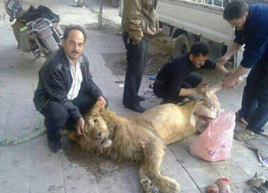 Siria: ribelli mangiano un leone. Le immagini fanno il giro del web