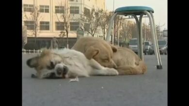 Video/ Il cane veglia l’amico morto…