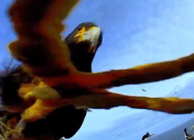 Ruba la telecamera e vola: ecco l’aquila reporter