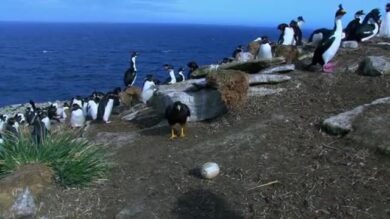 Video/ Il falco “cameraman” riprende i pinguini