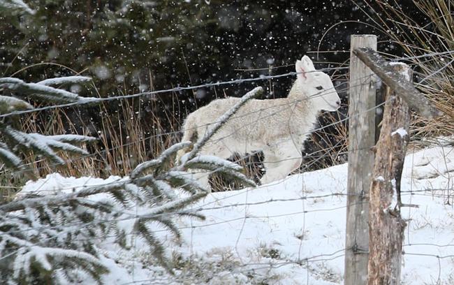 Tra lunedì e martedì arriva il gelo e la neve in pianura Tra lunedì e martedì arriva il gelo e la neve in pianura