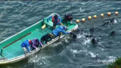 Video / La mattanza dei delfini