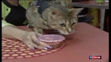 Video / A Torino il primo bar per i gatti