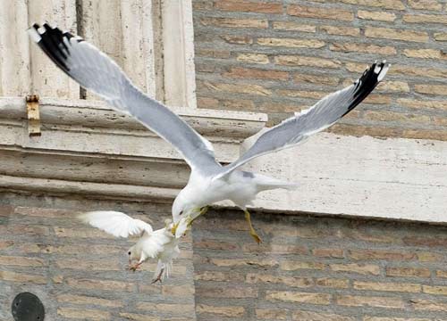 Le colombe del Papa attaccate da un corvo. “Oscuri presagi” Le colombe del Papa attaccate da un corvo. “Oscuri presagi”