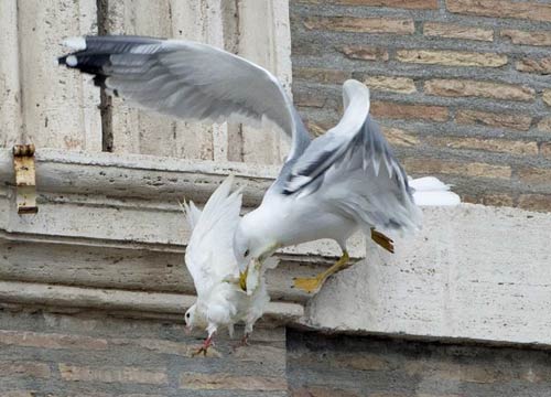 Le colombe del Papa attaccate da un corvo. “Oscuri presagi” Le colombe del Papa attaccate da un corvo. “Oscuri presagi”
