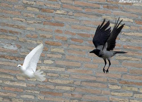 Le colombe del Papa attaccate da un corvo. “Oscuri presagi” Le colombe del Papa attaccate da un corvo. “Oscuri presagi”